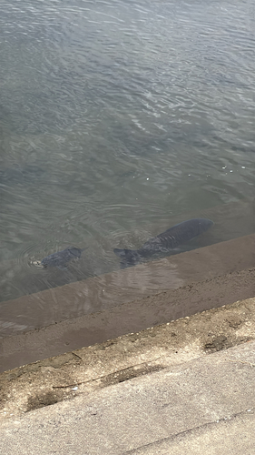 Cyprinus carpio