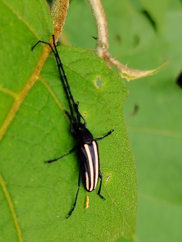 Zalophia