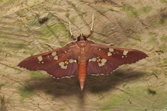 Phostria