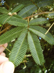 Zapoteca portoricensis