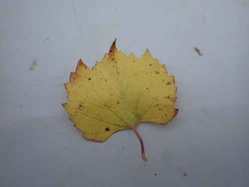 Vitis rupestris, photograph 5