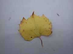 Vitis rupestris, photograph (c) Pere Barnola, some rights reserved (CC BY-SA)