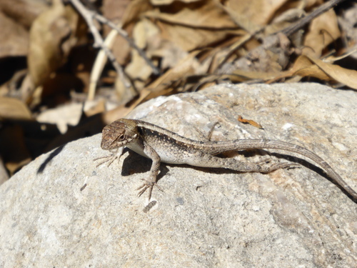 Sceloporus siniferus