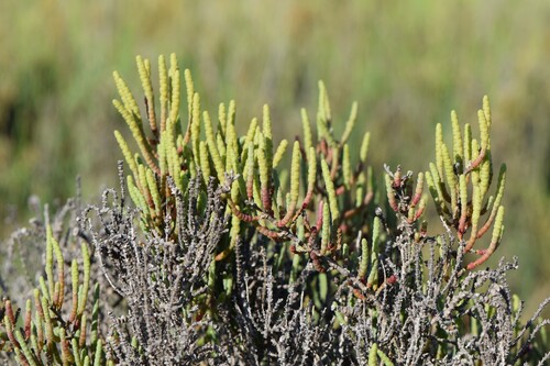 Arthrocaulon macrostachyum (Moric.) Piirainen & G.Kadereit