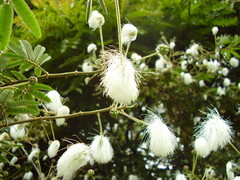 Zapoteca portoricensis