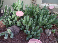 Euphorbia resinifera