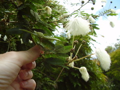 Zapoteca portoricensis