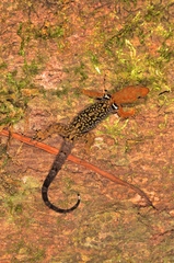 Gonatodes concinnatus