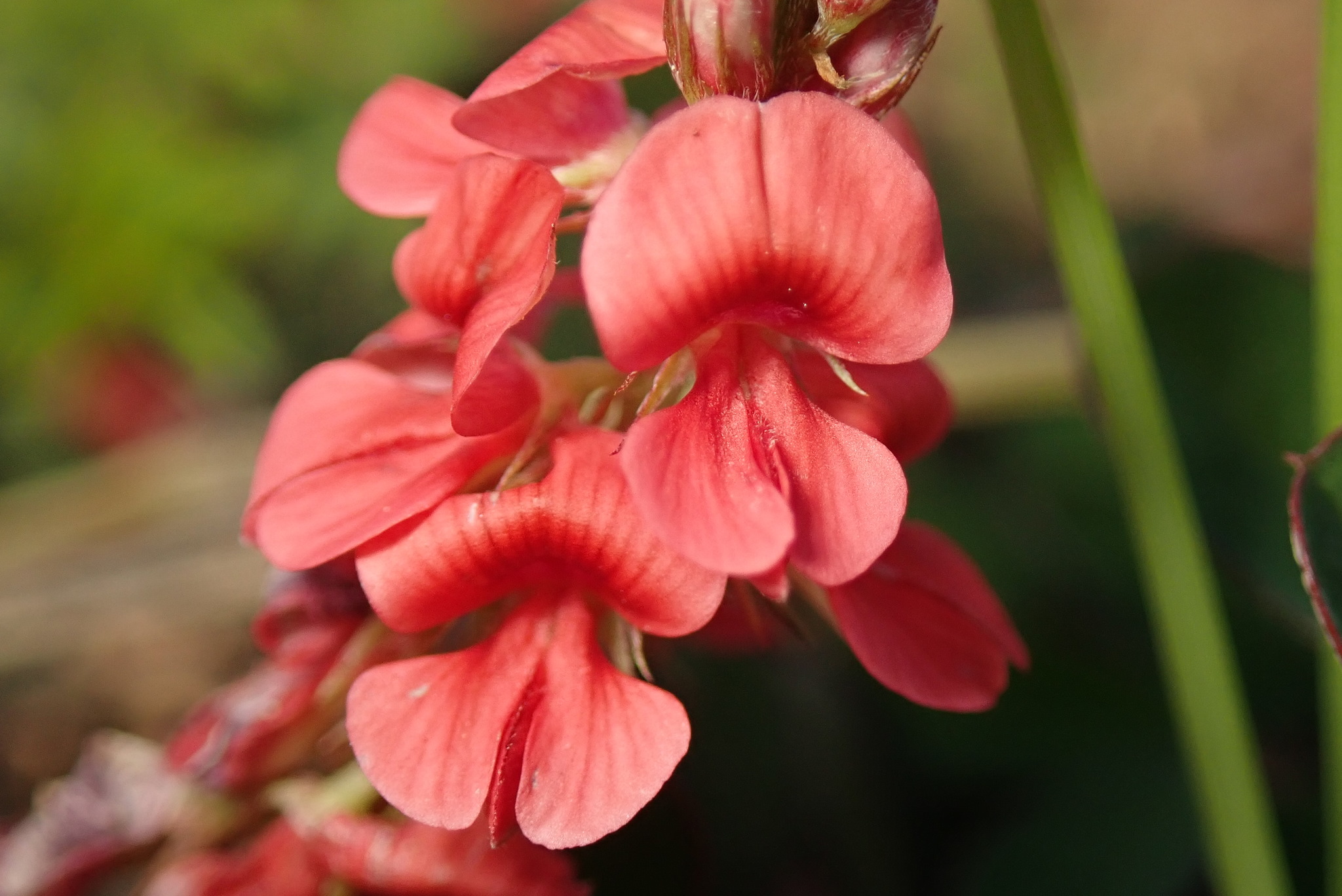 Indigofera hendecaphylla