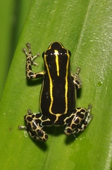 Ranitomeya variabilis