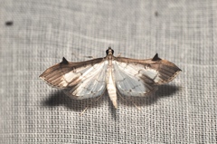Eulepte