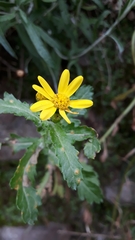 Senecio