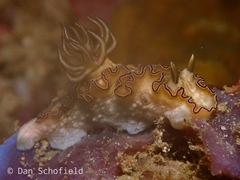 Doriprismatica balut