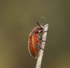 Metriolagria affinis