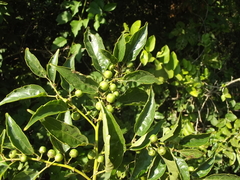 Colubrina triflora