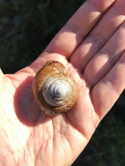 Helminthoglypta arrosa