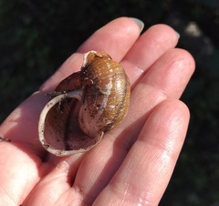 Helminthoglypta arrosa