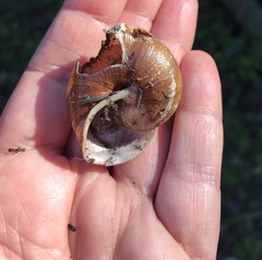 Helminthoglypta arrosa