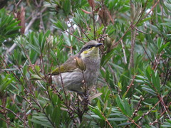 Gavicalis fasciogularis