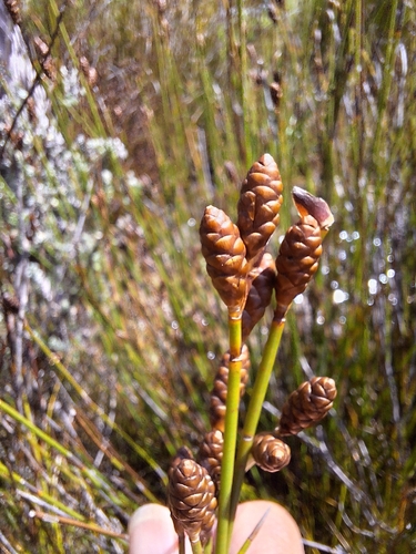 Round Conereed (Nevillea obtusissima)