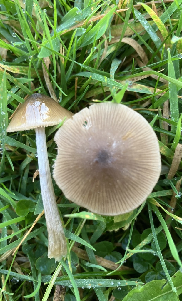Entoloma conferendum