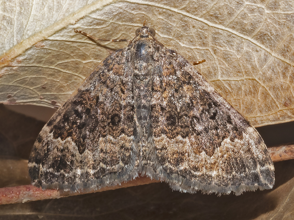 Xanthorhoe strumosata
