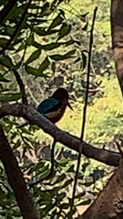 Halcyon smyrnensis