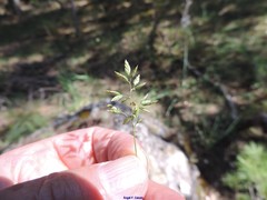 Poa ligulata