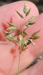 Poa ligulata