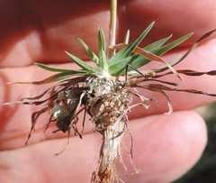 Poa ligulata