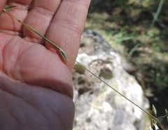 Poa ligulata