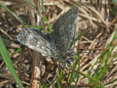 Metaxmeste phrygialis