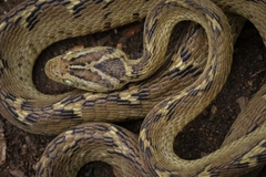 Boiga trigonata
