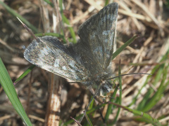 Metaxmeste phrygialis
