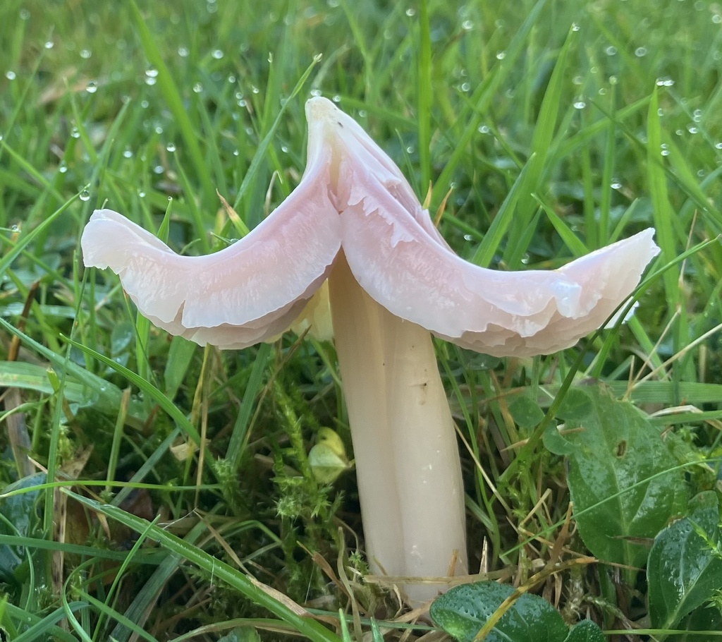 Porpolomopsis calyptriformis · November 2025 · photo: © davidcallender (iNaturalist, cc0)