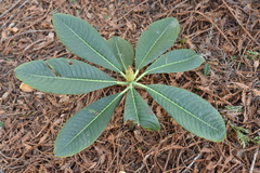Rhododendron protistum