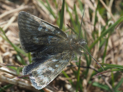 Metaxmeste phrygialis