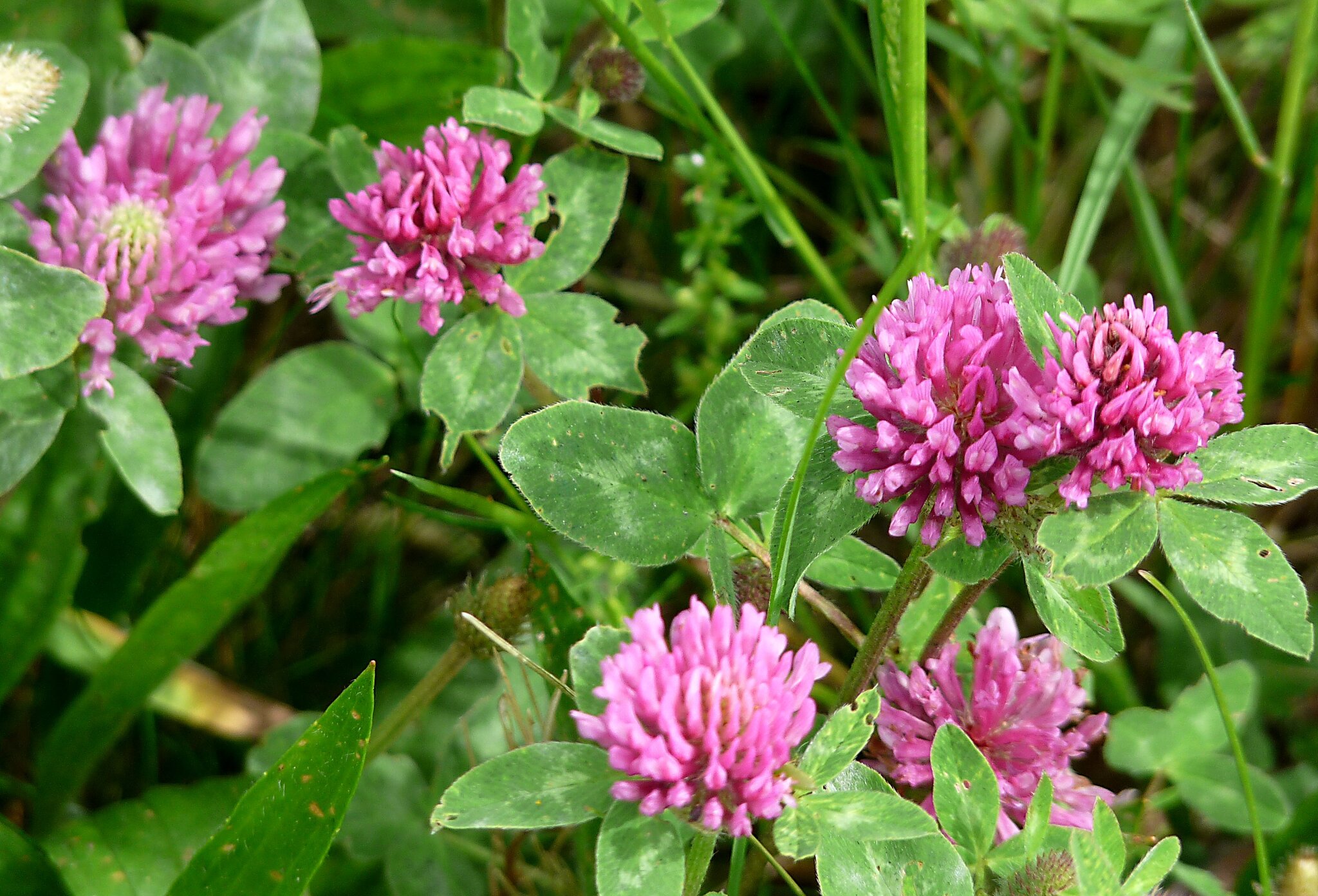 Raudonasis dobilas