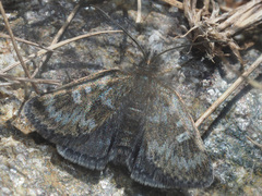 Metaxmeste phrygialis