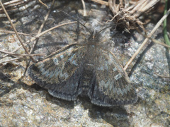 Metaxmeste phrygialis