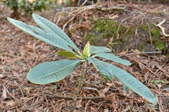 Rhododendron protistum