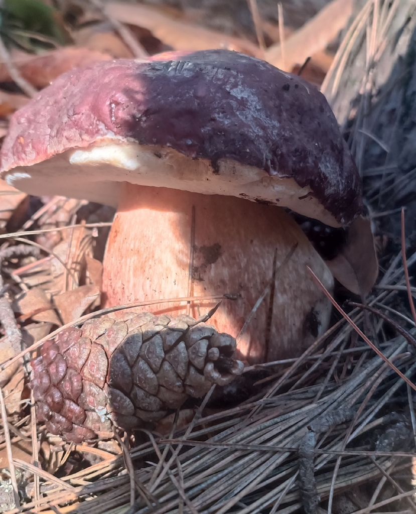Boletus pinophilus