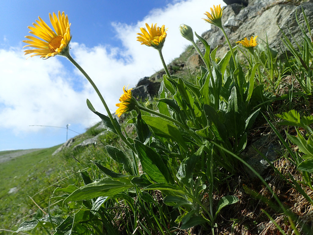 Doronicum clusii