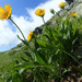 Doronicum clusii - Photo (c) Felix Riegel, algunos derechos reservados (CC BY-NC), subido por Felix Riegel