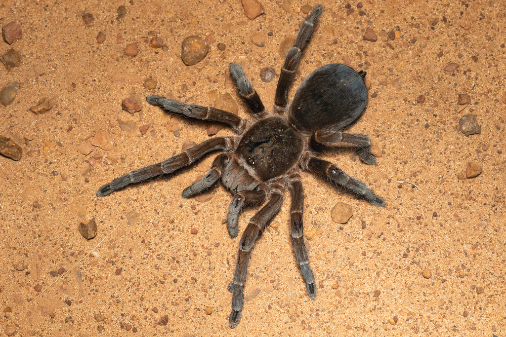 Rusty Brown Birdeater