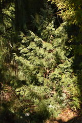 Thuja koraiensis