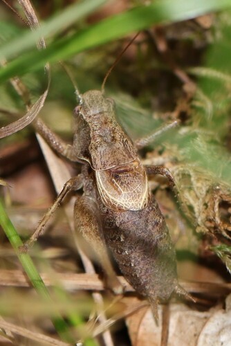 Dark Bush-cricket, Bosgebied Loenen, Loenen, Nederland, photo 8 of 10