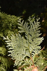 Thuja koraiensis