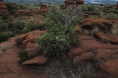 Croton gratissimus gratissimus