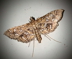 Nausinoe geometralis